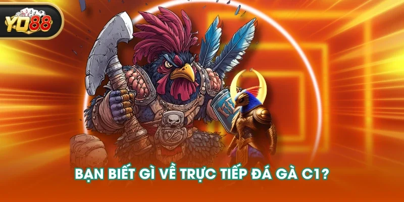 Bạn biết gì về trực tiếp đá gà C1?