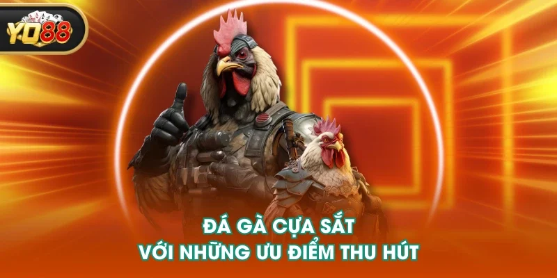 Đá gà cựa sắt với những ưu điểm thu hút