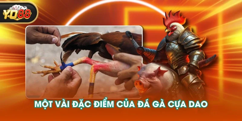 Một vài đặc điểm của đá gà cựa dao Một vài đặc điểm của đá gà cựa dao