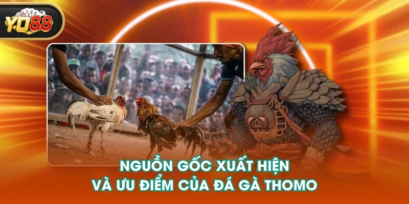 Nguồn gốc xuất hiện và ưu điểm của đá gà Thomo