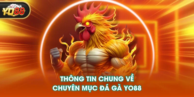 Thông tin chung về chuyên mục đá gà YO88 Thông tin chung về chuyên mục đá gà YO88