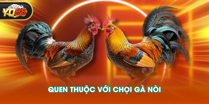 Quen thuộc với chọi gà nòi
